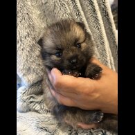 Pomsky - Both