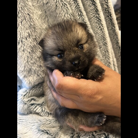 Pomsky - Both