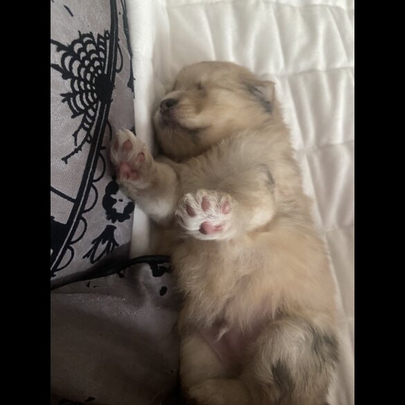 Pomsky - Both