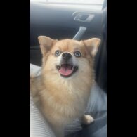 Pomsky - Both