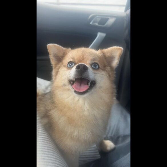 Pomsky - Both