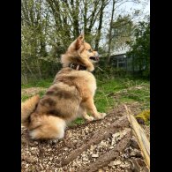 Pomsky - Both