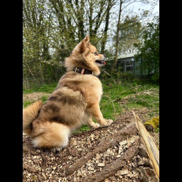 Pomsky - Both