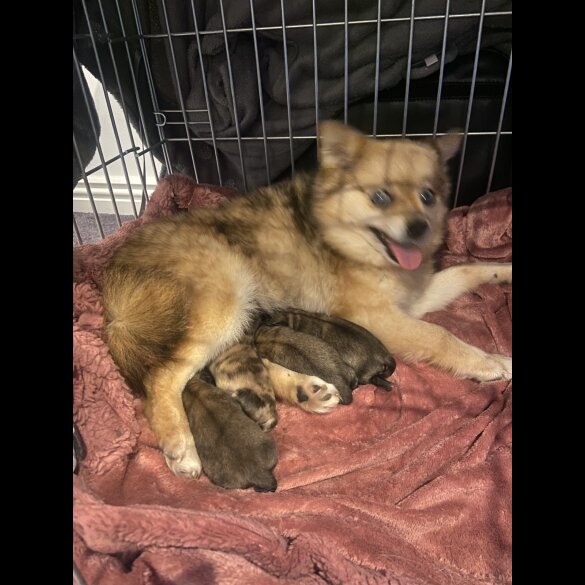 Pomsky - Both