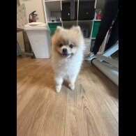 Pomsky - Both