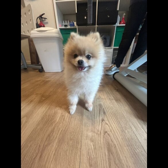 Pomsky - Both
