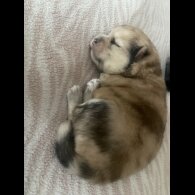 Pomsky - Both