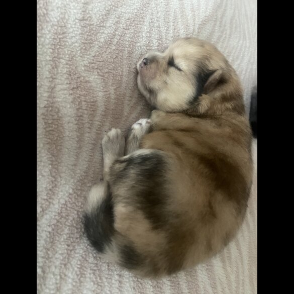 Pomsky - Both