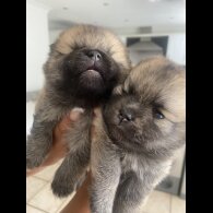 Pomsky - Both