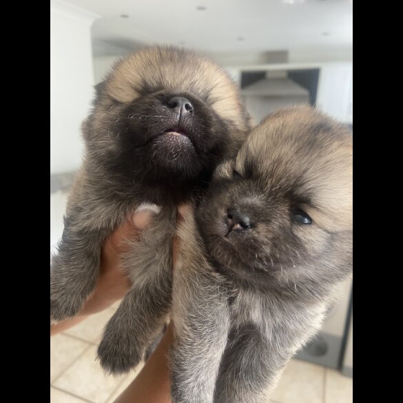 Pomsky - Both