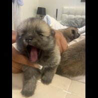 Pomsky - Both