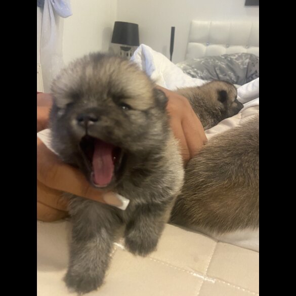Pomsky - Both