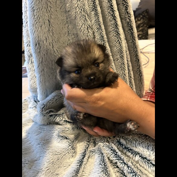 Pomsky - Both