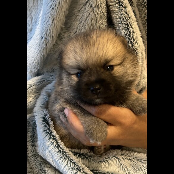 Pomsky - Both