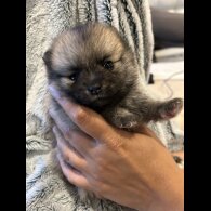 Pomsky - Both