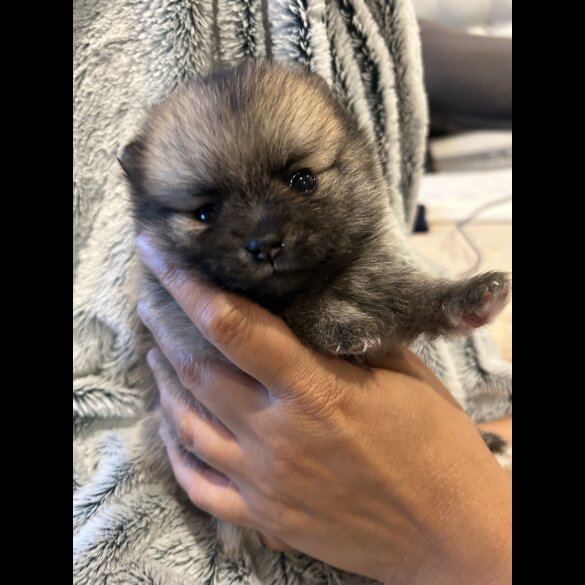 Pomsky - Both