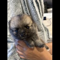 Pomsky - Both