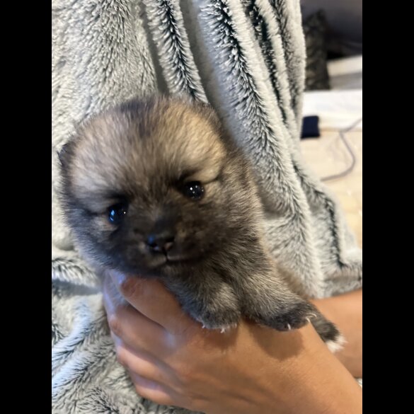 Pomsky - Both