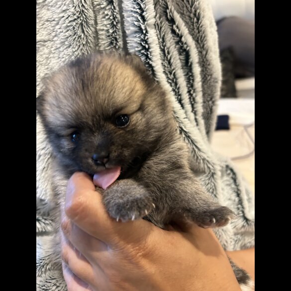 Pomsky - Both