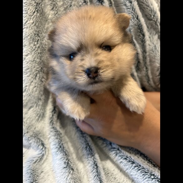 Pomsky - Both