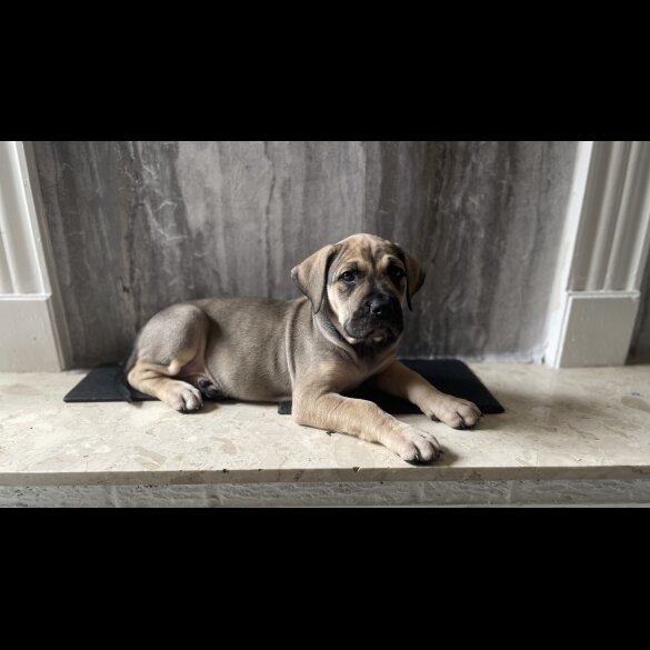 Presa Canario - Both