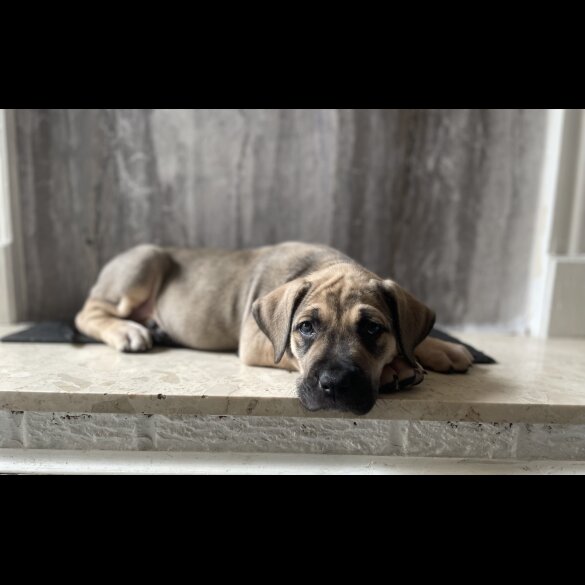 Presa Canario - Both