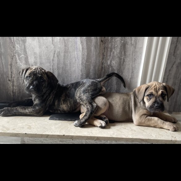 Presa Canario - Both