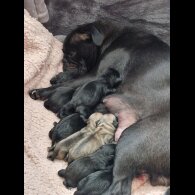 Pug - Bitches