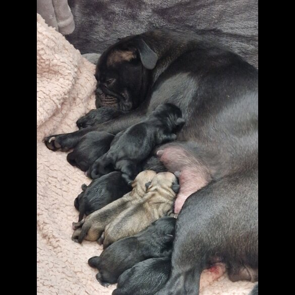 Pug - Bitches