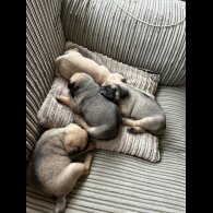 Pug - Both