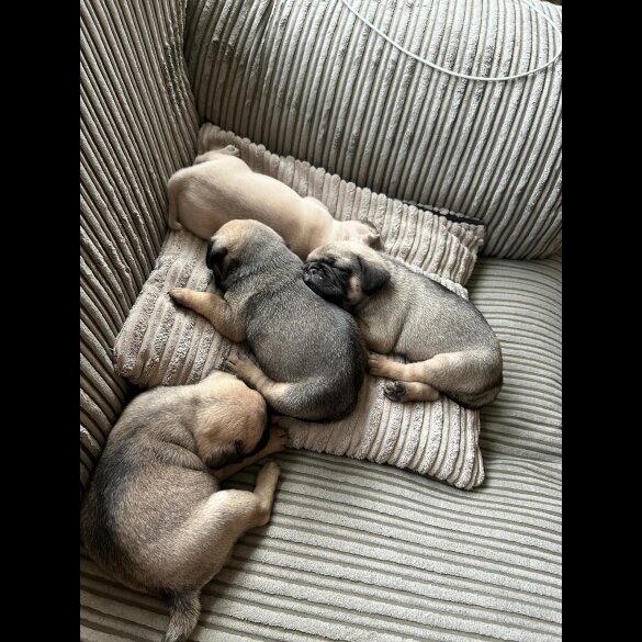 Pug - Both