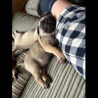 Pug - Both