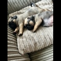 Pug - Both