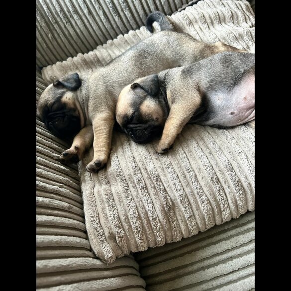 Pug - Both