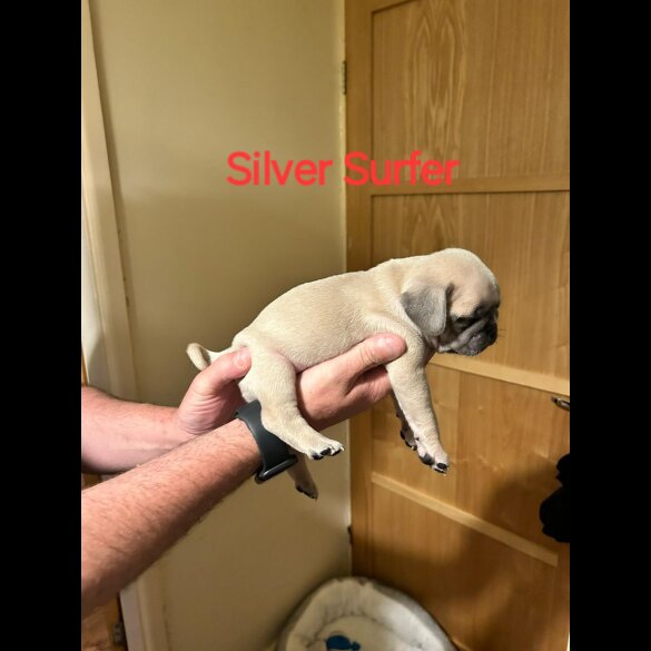 Pug - Both