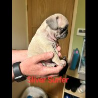 Pug - Both