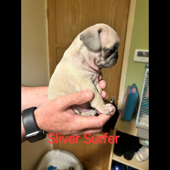 Pug - Both