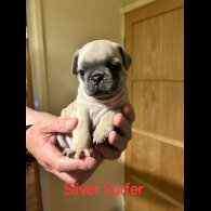 Pug - Both