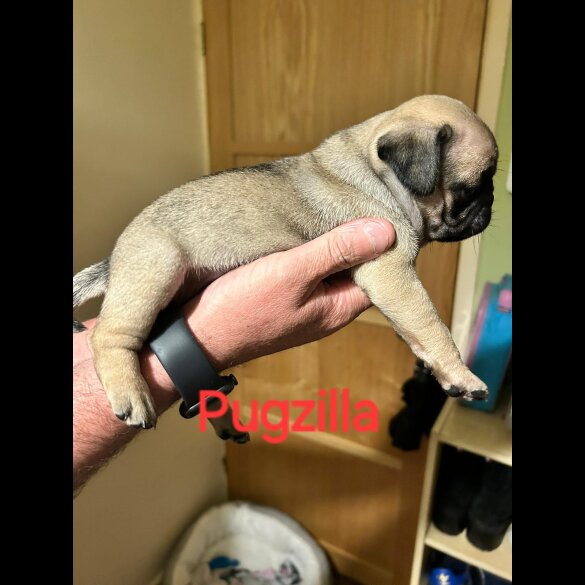 Pug - Both