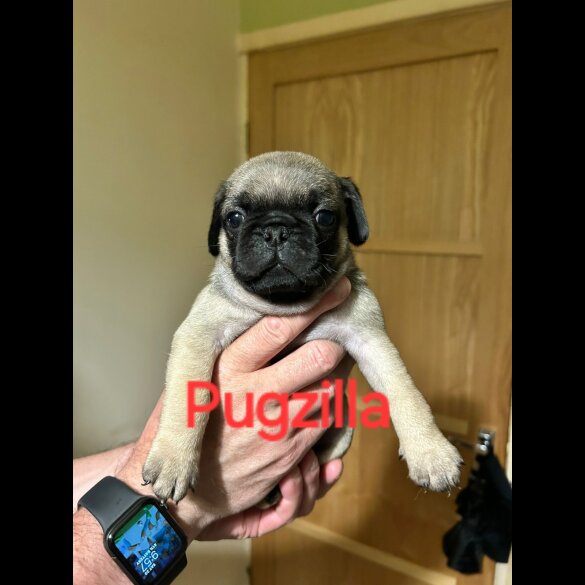 Pug - Both