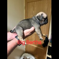 Pug - Both