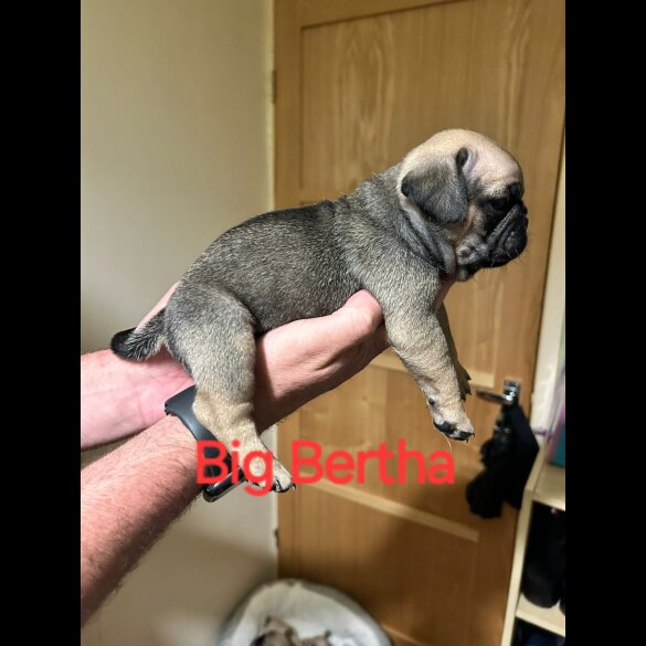 Pug - Both