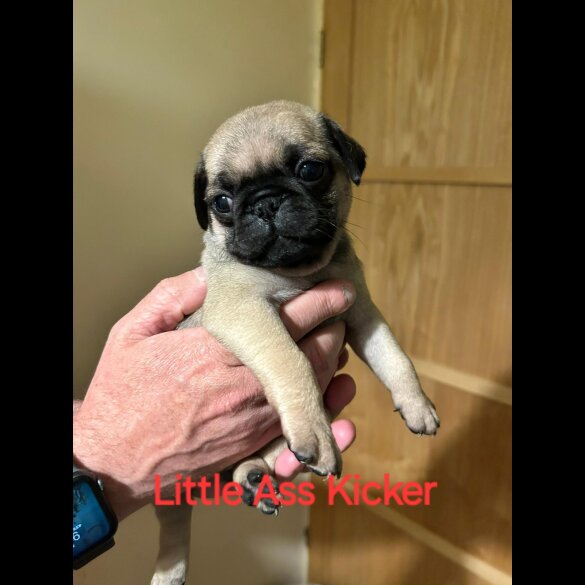 Pug - Both