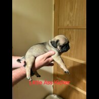 Pug - Both