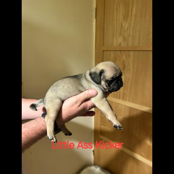 Pug - Both