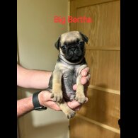 Pug - Both