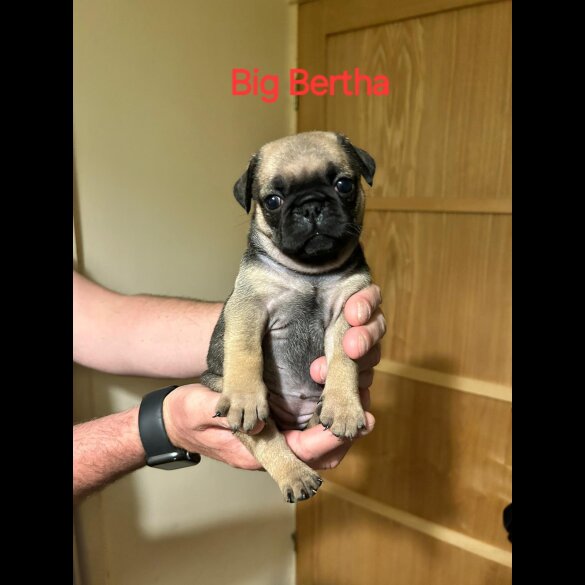 Pug - Both