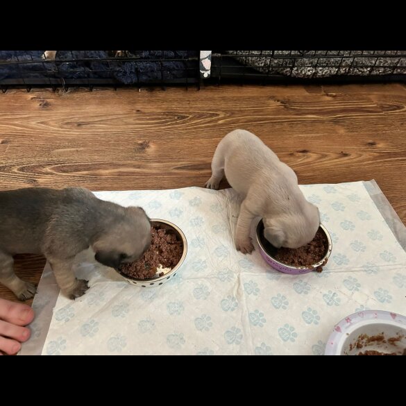 Pug - Both