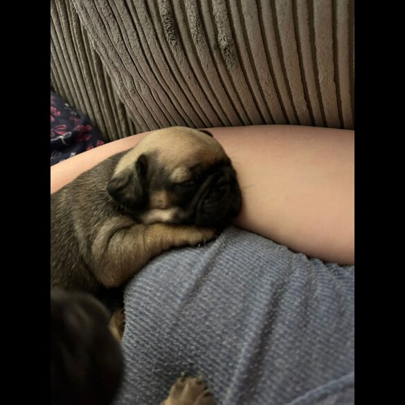 Pug - Both