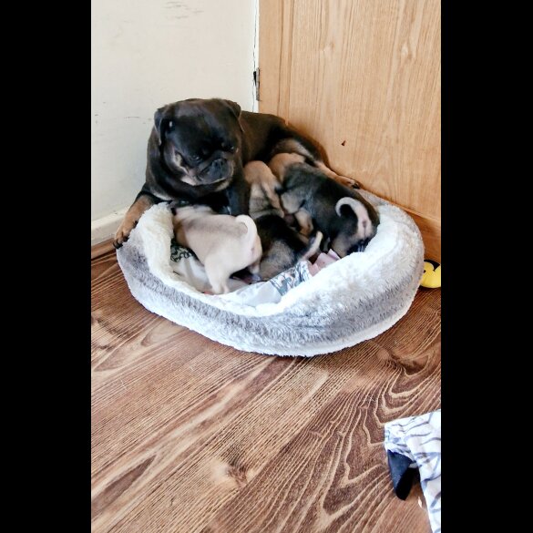 Pug - Both